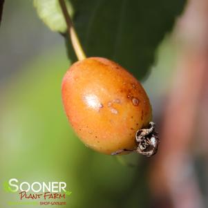 LOUISA WEEPING CRABAPPLE