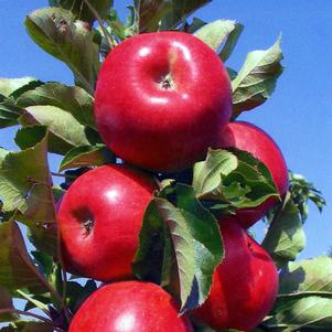 TASTY RED™ URBAN® COLUMNAR APPLE