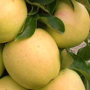 GOLDEN TREAT™ URBAN® COLUMNAR APPLE