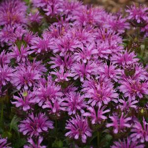 LEADING LADY AMETHYST BEEBALM