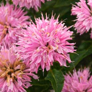 GRAND™ MUM BEEBALM