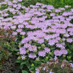 LEADING LADY LILAC BEEBALM