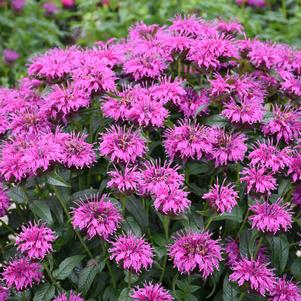 ELECTRIC NEON PURPLE BEEBALM