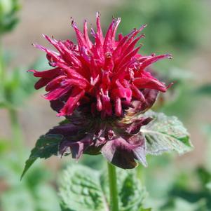 FIREBALL BEEBALM