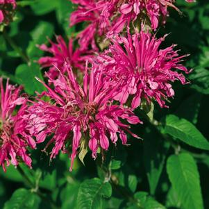 GRAND PARADE™ BEEBALM