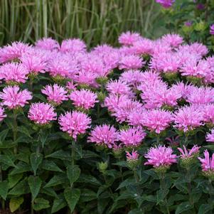 SUGAR BUZZ® PINK FROSTING BEEBALM