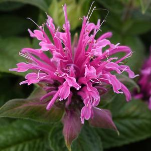 BEEMINE™ PINK BEEBALM