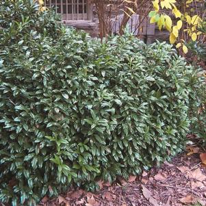 CHESTNUT HILL CHERRY LAUREL