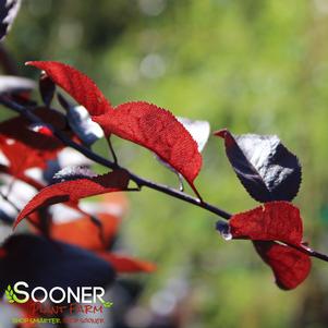 PURPLE PLUNGE® ORNAMENTAL WEEPING PLUM