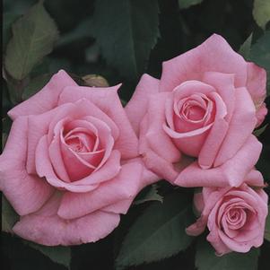 BELINDA'S DREAM HYBRID TEA ROSE