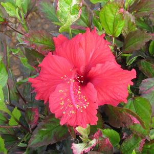 VARIEGATED TROPICAL HIBISCUS