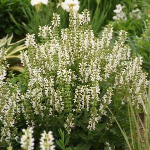 COLOR SPIRES® SNOW KISS MEADOW SAGE