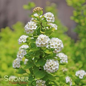 GLOW GIRL® BIRCHLEAF SPIRAEA