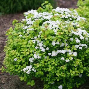 GOLDEN FROST™ SPIRAEA