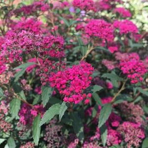 RED LACE™ SPIRAEA