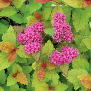 LIGHTHEARTED® SPIRAEA