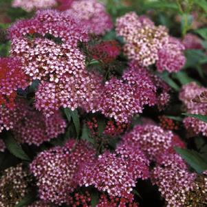 NEON FLASH SPIRAEA