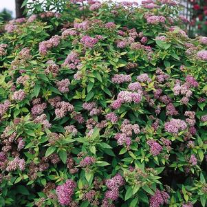 DAKOTA GOLDCHARM SPIRAEA