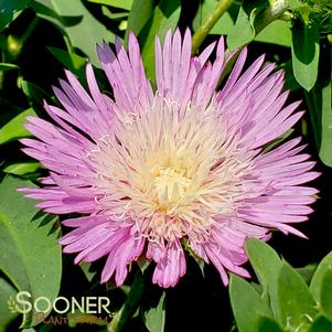 COLORWHEEL STOKES ASTER