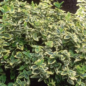 EMERALD 'N GOLD EUONYMUS