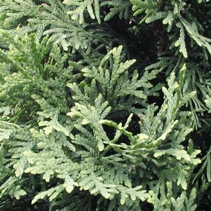 PYRAMIDAL ARBORVITAE