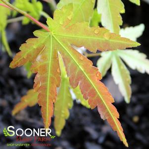 HIGASA YAMA UPRIGHT JAPANESE MAPLE