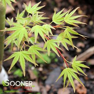 KENTARO SAN UPRIGHT JAPANESE MAPLE