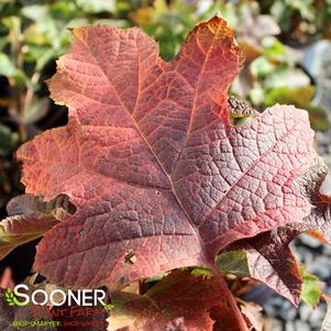 AMETHYST OAKLEAF HYDRANGEA