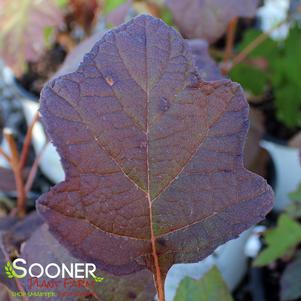 HARMONY OAKLEAF HYDRANGEA