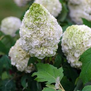 TARA™ OAKLEAF HYDRANGEA