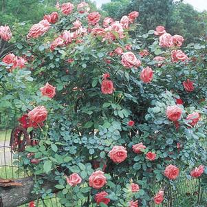 AMERICA CLIMBING ROSE