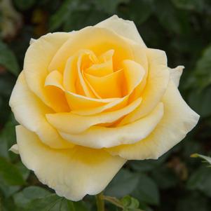 SUNSHINE DAYDREAM™ GRANDIFLORA ROSE