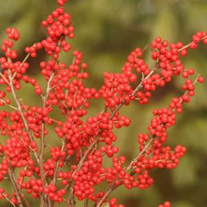 BERRY NICE® WINTERBERRY HOLLY