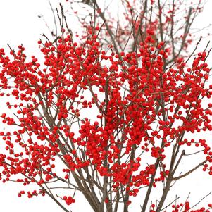 BERRY POPPINS® WINTERBERRY HOLLY