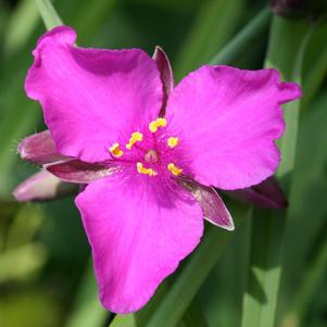 RED GRAPE SPIDERWORT