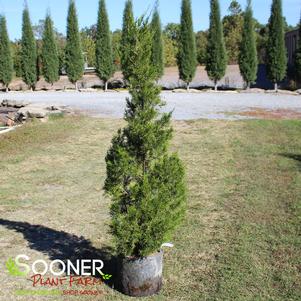 BRODIE JUNIPER