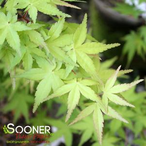 CORALLINUM UPRIGHT JAPANESE MAPLE