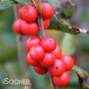 LITTLE GOBLIN® ORANGE WINTERBERRY HOLLY