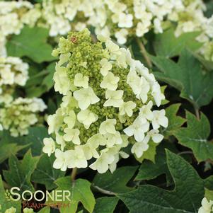 MUNCHKIN DWARF OAKLEAF HYDRANGEA