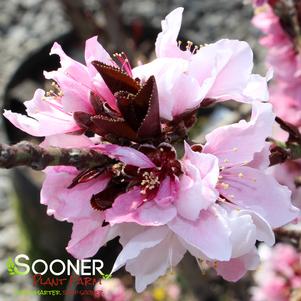 BONFIRE ORNAMENTAL PATIO PEACH