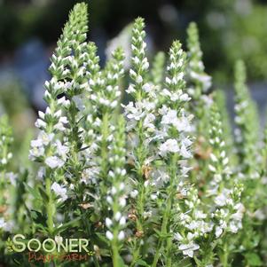 MAGIC SHOW® WHITE WANDS SPEEDWELL