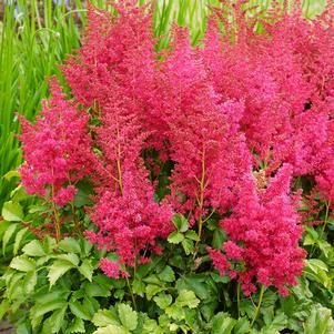 YOUNIQUE™ RUBY RED ASTILBE