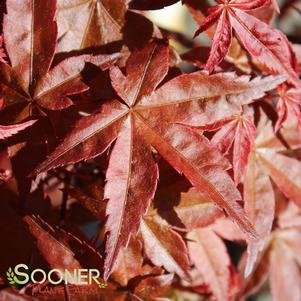 DESHOJO UPRIGHT JAPANESE MAPLE