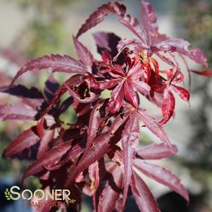 WINTER'S RED UPRIGHT JAPANESE MAPLE