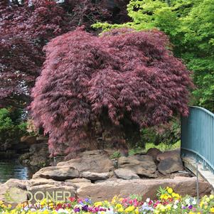 CRIMSON QUEEN WEEPING JAPANESE MAPLE