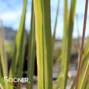 HARDY PAMPAS GRASS