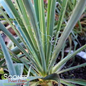 ADAM'S NEEDLE YUCCA