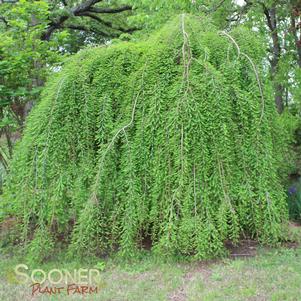 FALLING WATERS WEEPING BALD CYPRESS