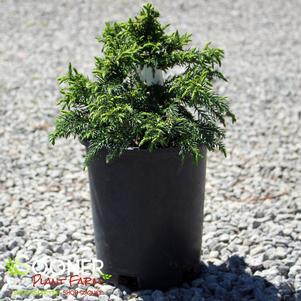 KOSHYI DWARF JAPANESE CEDAR