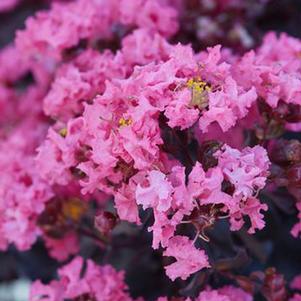 BLACK DIAMOND® SHELL PINK CRAPEMYRTLE